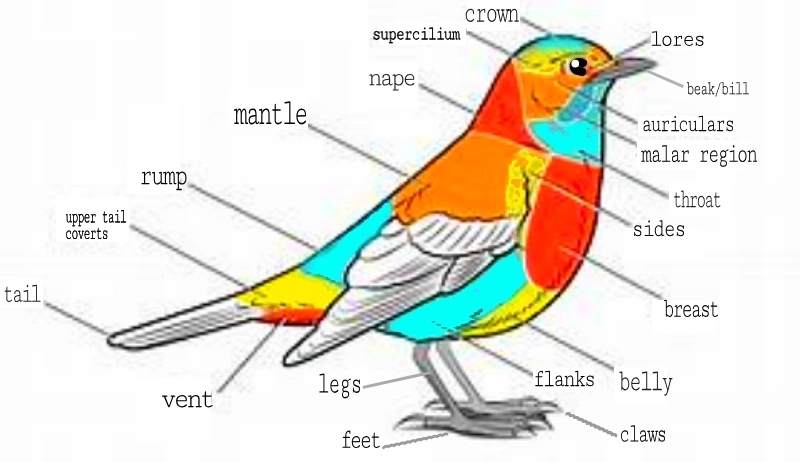 Lin Hsin Hsin Bird Paradize Anatomy of-a.Bird