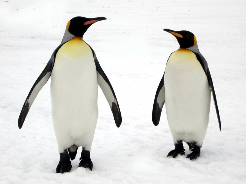 Lin Hsin Hsin Bird Paradize Penguins