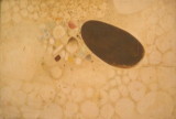 Asteroid by Lin Hsin Hsin,digital media pioneer,digital art,first virtual museum in the world, 1994