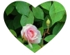 What Is Love?